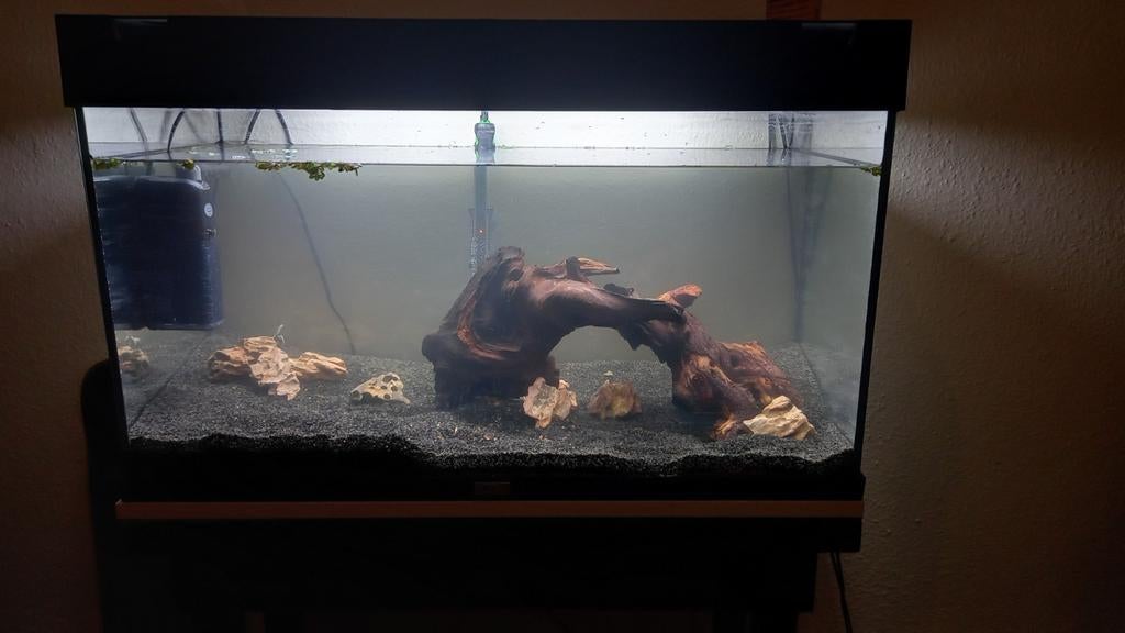 aquarium, Dieren en Toebehoren, Vissen | Aquariumvissen