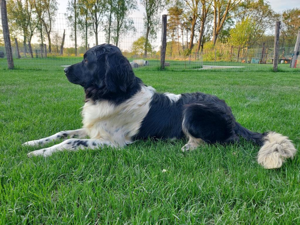 Friese stabij dekreu met stamboom, Parvo, België, Particulier, Reu