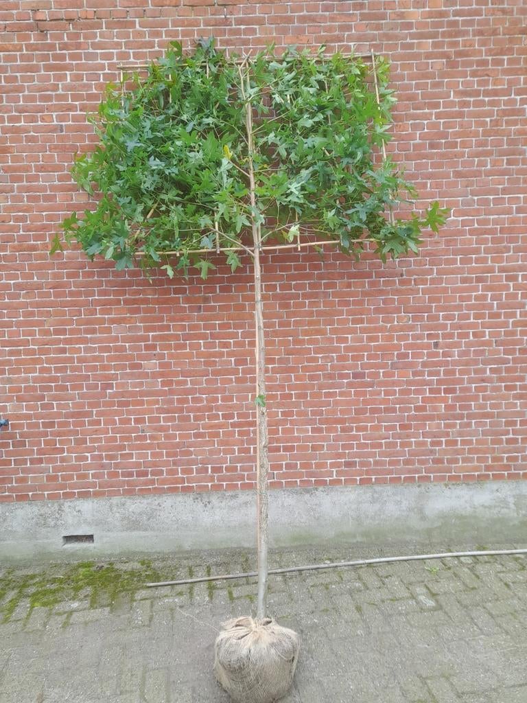 LeiLiquidambar amberboom leiboom, Ophalen of Verzenden, Halfschaduw