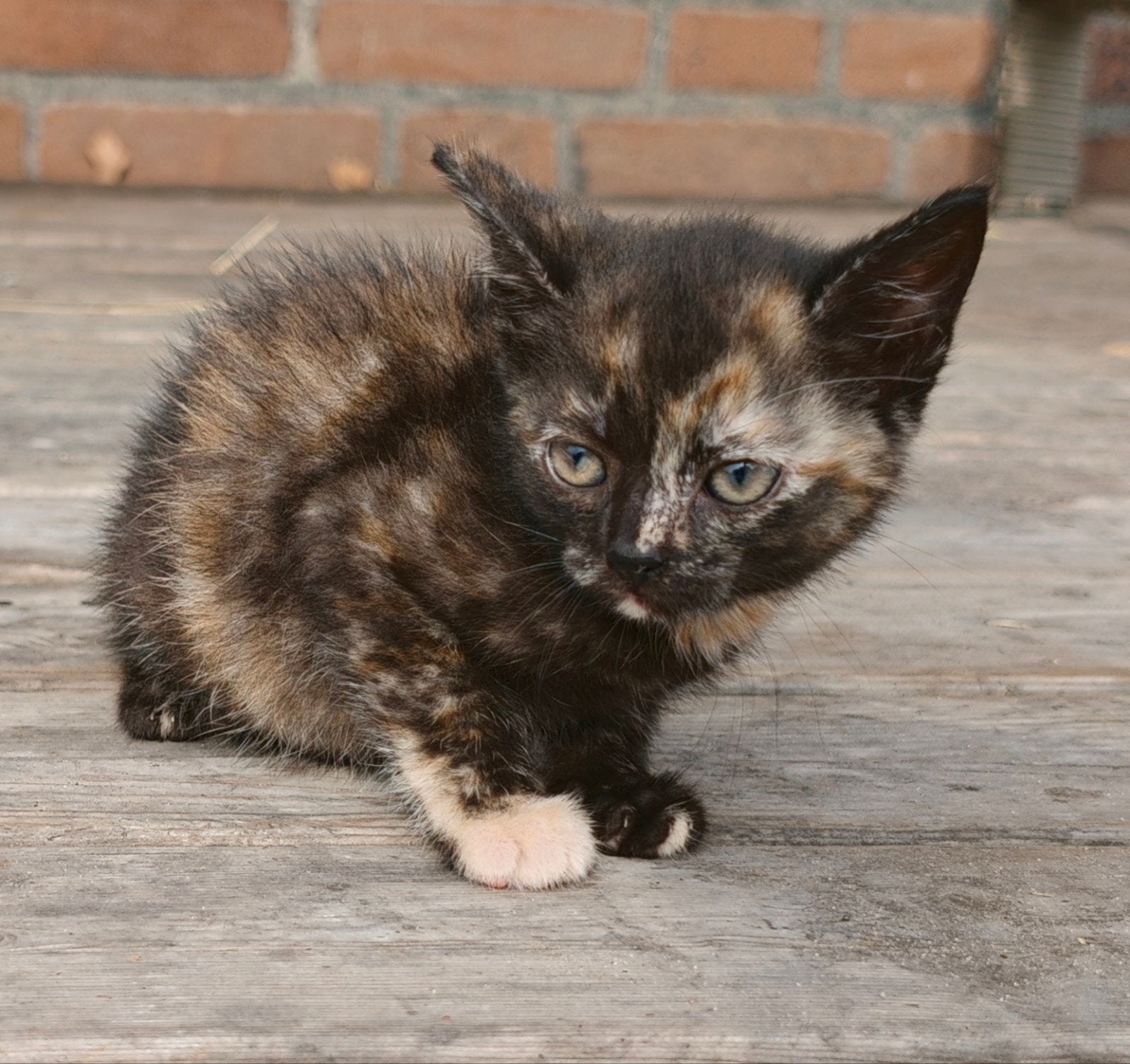 7 superlieve knappe kittens zoeken liefdevol huis, Dieren en Toebehoren, Katten en Kittens | Overige Katten, Meerdere dieren, Kortharig