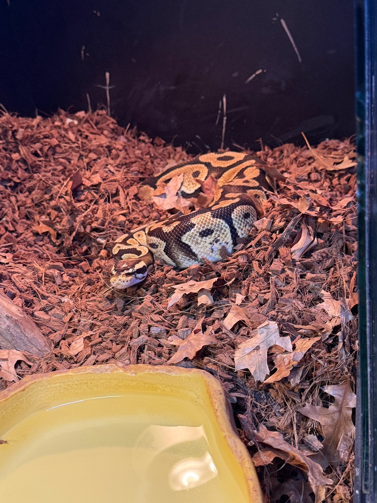 Betonplexterrarium met Koningspython (Python regius) Ball Python photo 5