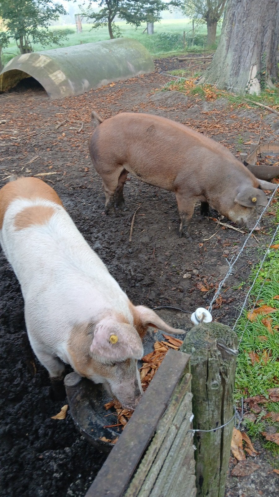 orkie en porkie, Meerdere dieren, Varken, 0 tot 2 jaar
