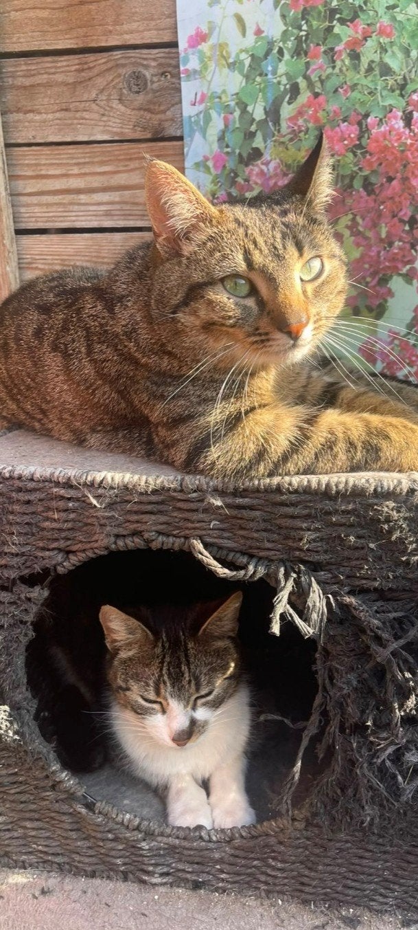 4lieve katten, Dieren en Toebehoren, Meerdere dieren, Kortharig, 3 tot 5 jaar