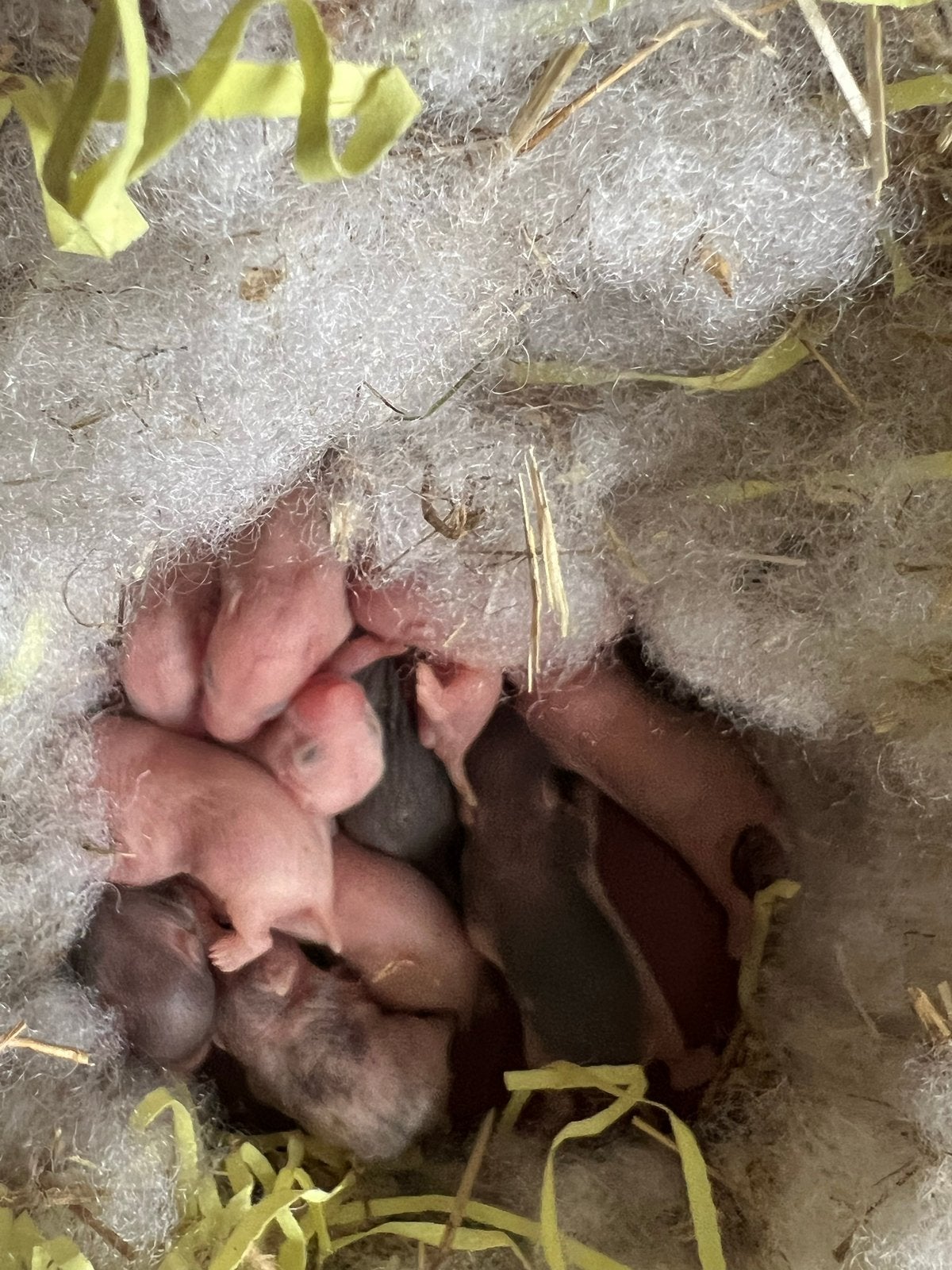 Lieve goudhamsterbaby’s beschikbaar!, Dieren en Toebehoren, Knaagdieren, Hamster, Juni, Meerdere dieren, Tam