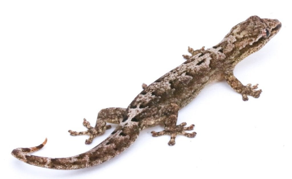 Lepidodactylus lugubris | Mourning gecko | Rouwgekko, Hagedis, 0 tot 2 jaar