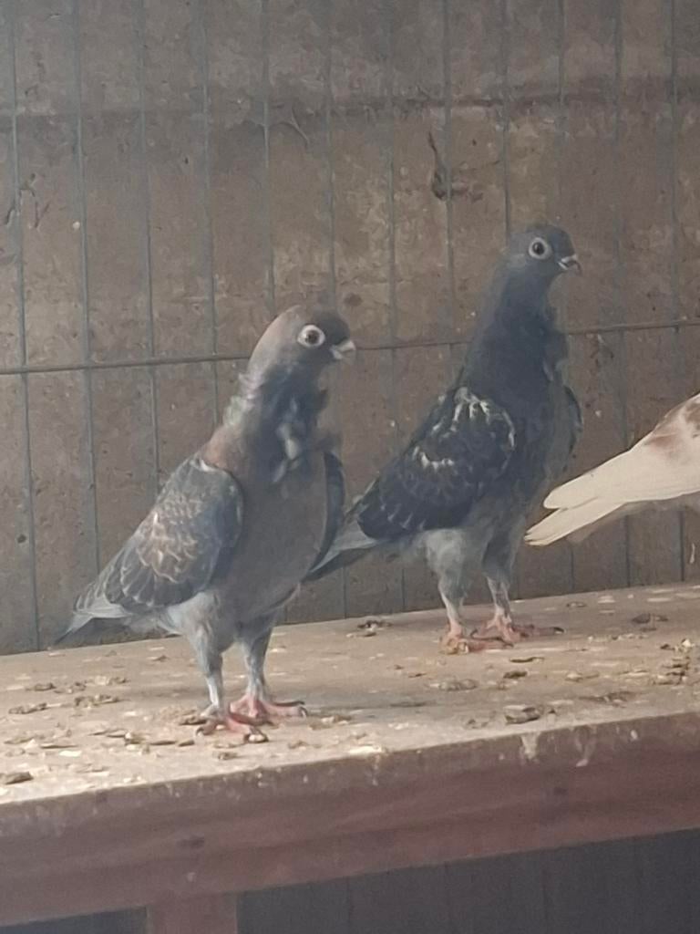 Tekoop sierduiven figurita,s italiaanse duiven, Meerdere dieren, Overige soorten