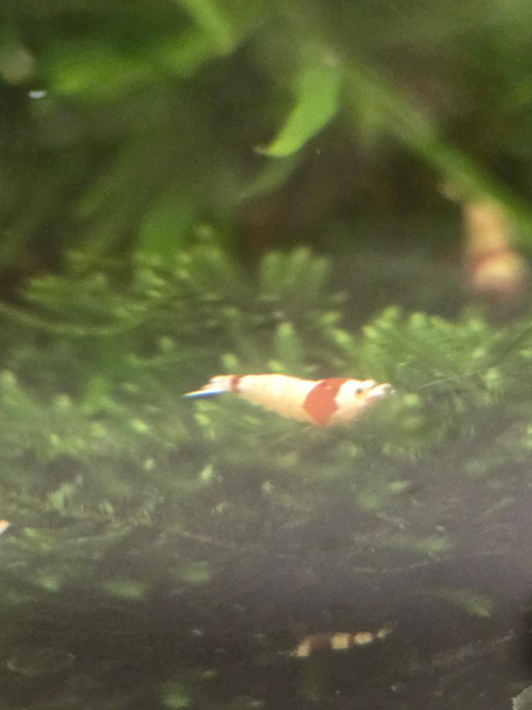 Crystal red garnalen, Kreeft, Krab of Garnaal