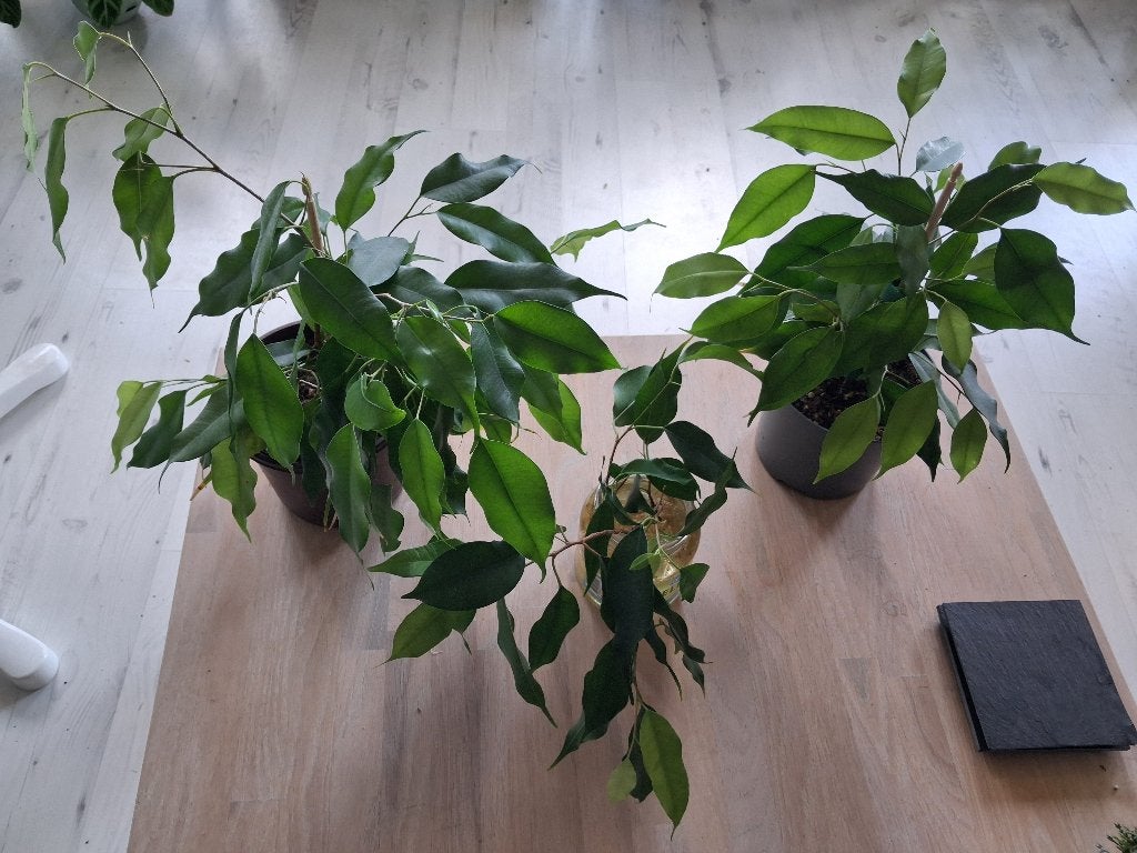 Ficus benjamina (treurvijg) stekjes, Ficus, Minder dan 100 cm, Groene kamerplant, Halfschaduw