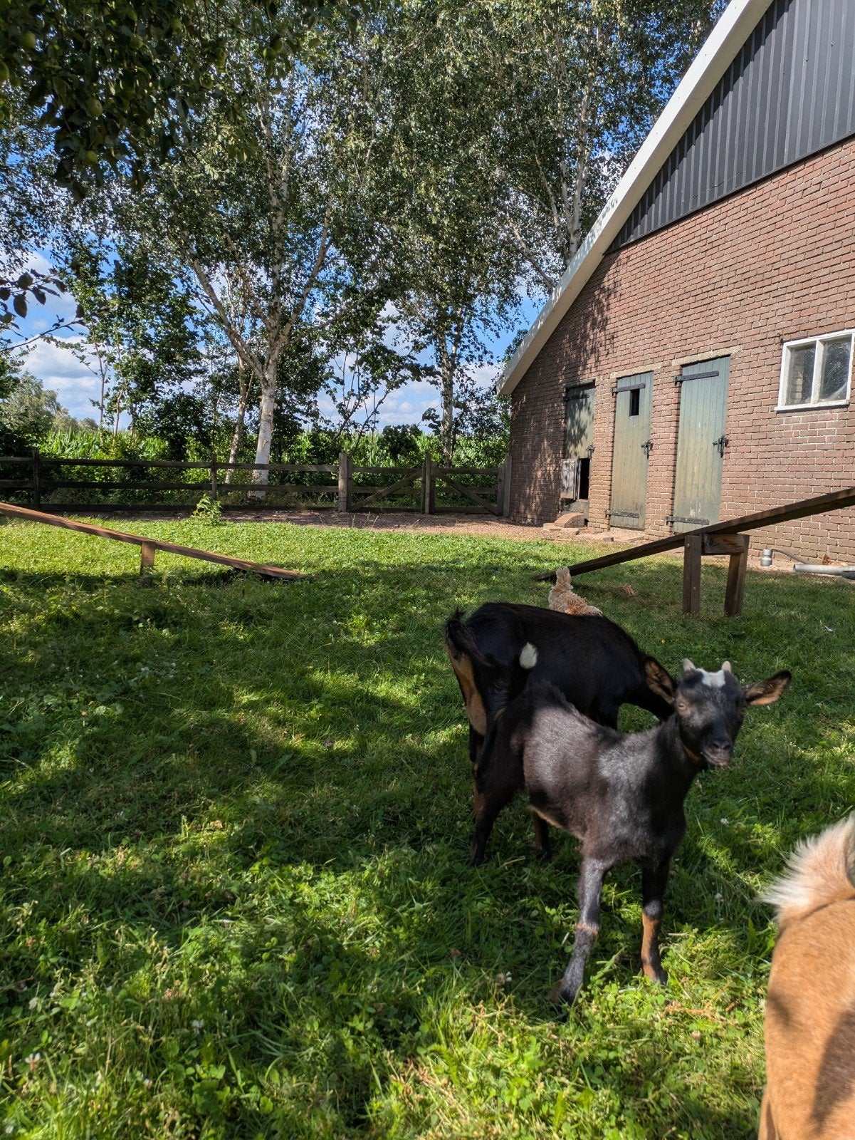 Mooie black and tan geiten, Dieren en Toebehoren, Schapen, Geiten en Varkens, Vrouwelijk, Geit, 0 tot 2 jaar