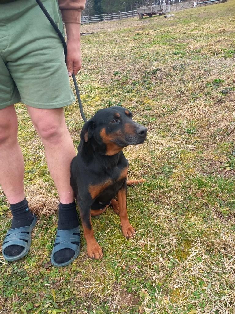 Dara – een dappere dame met een hart van goud, Dieren en Toebehoren, Particulier, 1 tot 2 jaar, Buitenland, Teef