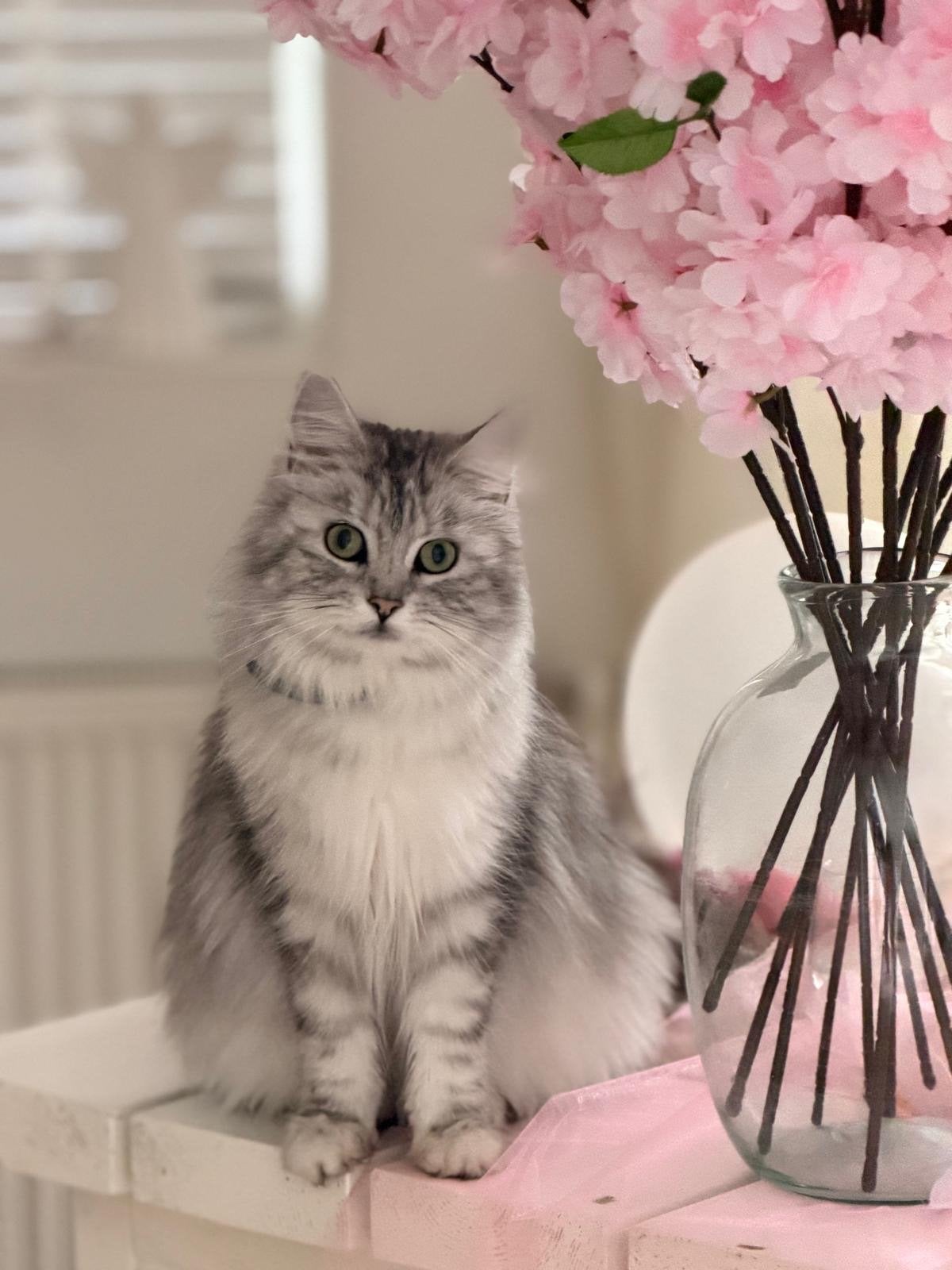 Maine Coon X Europese korthaar Kittens, Meerdere dieren, Langharig, 0 tot 2 jaar