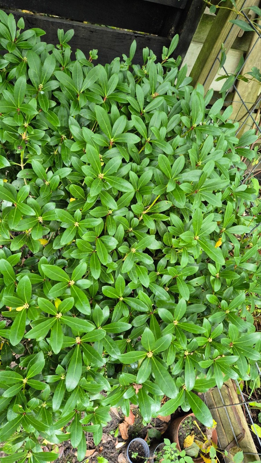 Japanse Skimmia (Skimmia japonica) - Winterharde Sierstruik, Vaste plant, Halfschaduw, Lente, Ophalen