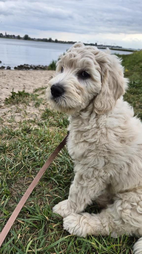 Prachtige Goldendoodle/Labradoodle Reutje te koop, Dieren en Toebehoren, Honden | Retrievers, Spaniëls en Waterhonden, Parvo, Overige rassen