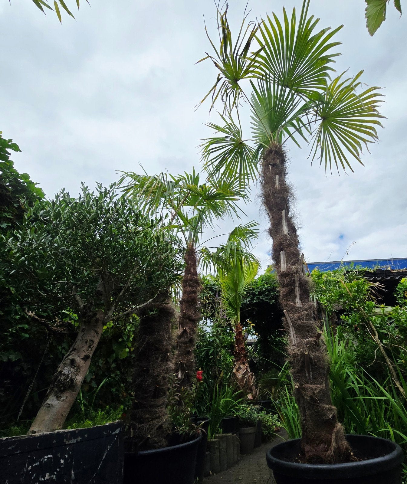 Trachycarpus fortunei palm   medere exemplaren, Ophalen, Gehele jaar, Halfschaduw