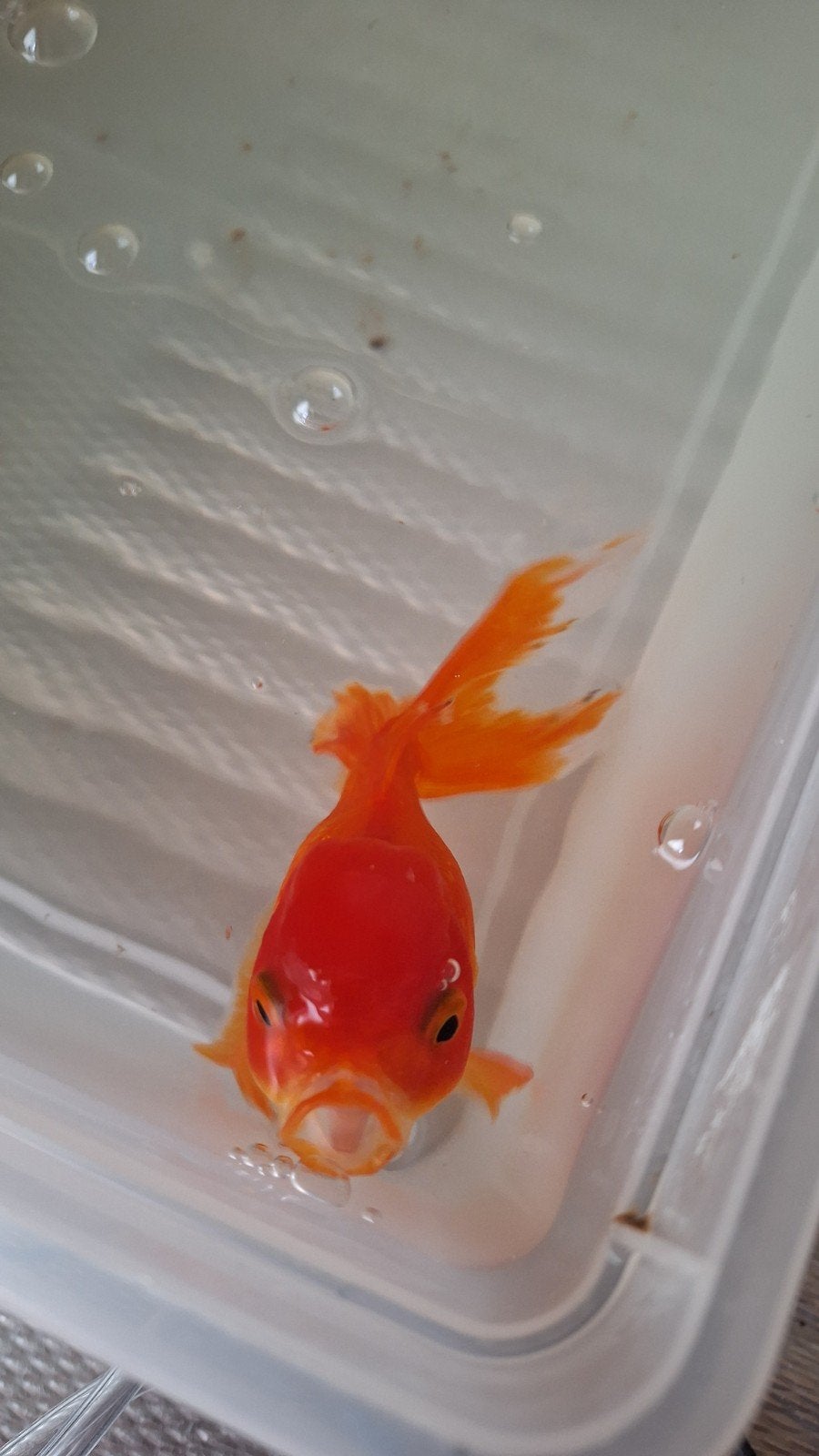 sluierstaart, Karper of Koi