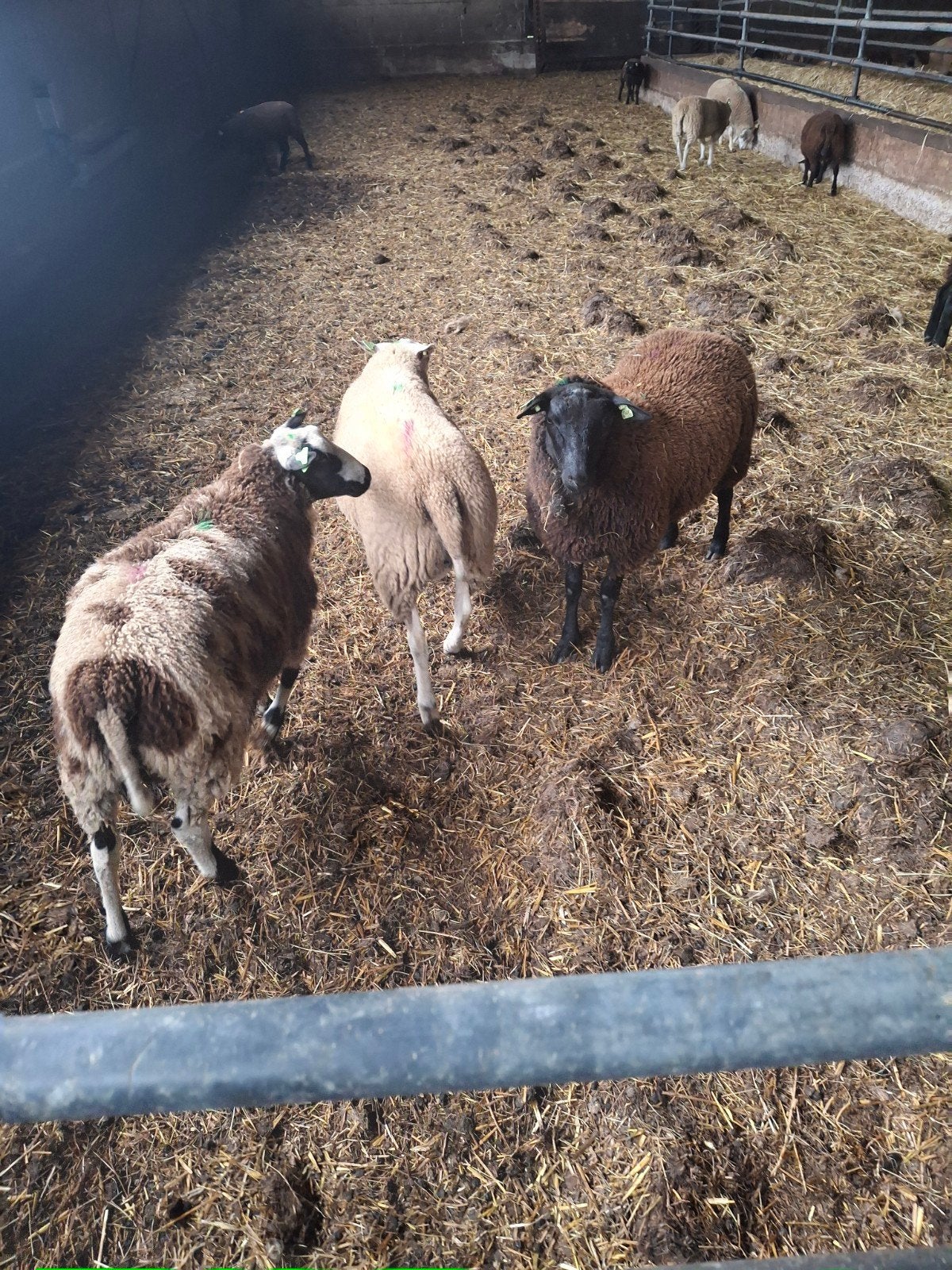 28 ramlammeren, Dieren en Toebehoren, Schapen, Geiten en Varkens, Vrouwelijk, Schaap