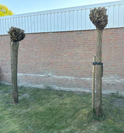 Knotwilg 2 x, Ophalen, Bloeit niet, Halfschaduw, Overige soorten