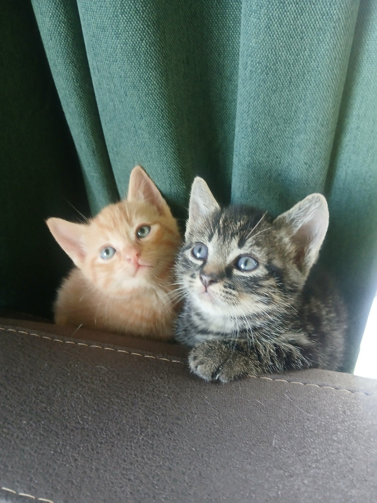 mooie, lieve  ( boerderij) katertjes,poesjes,kittens, Dieren en Toebehoren, Kater, Kortharig, 0 tot 2 jaar