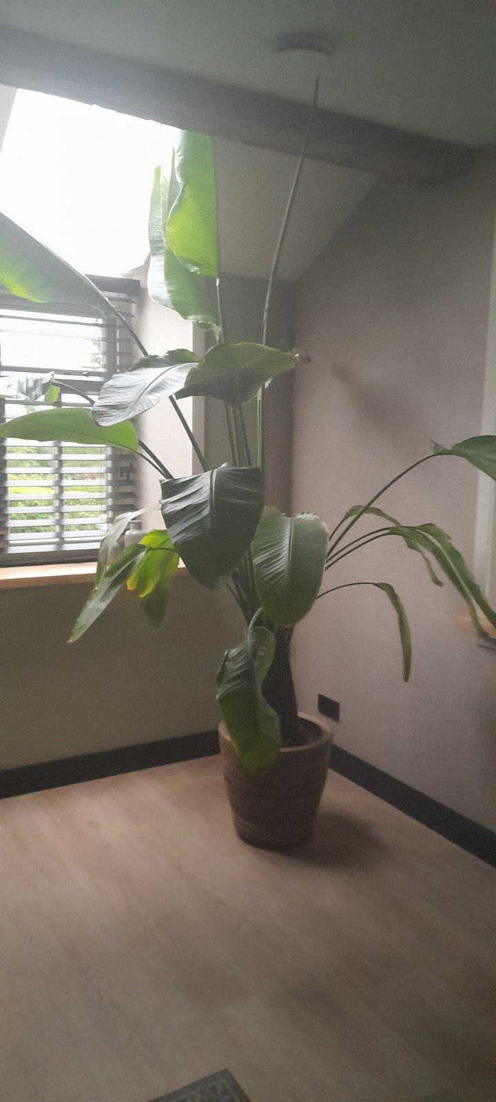 Grote Strelitzia te koop (zonder pot), Tuin en Terras, Ophalen, Overige soorten, Volle zon