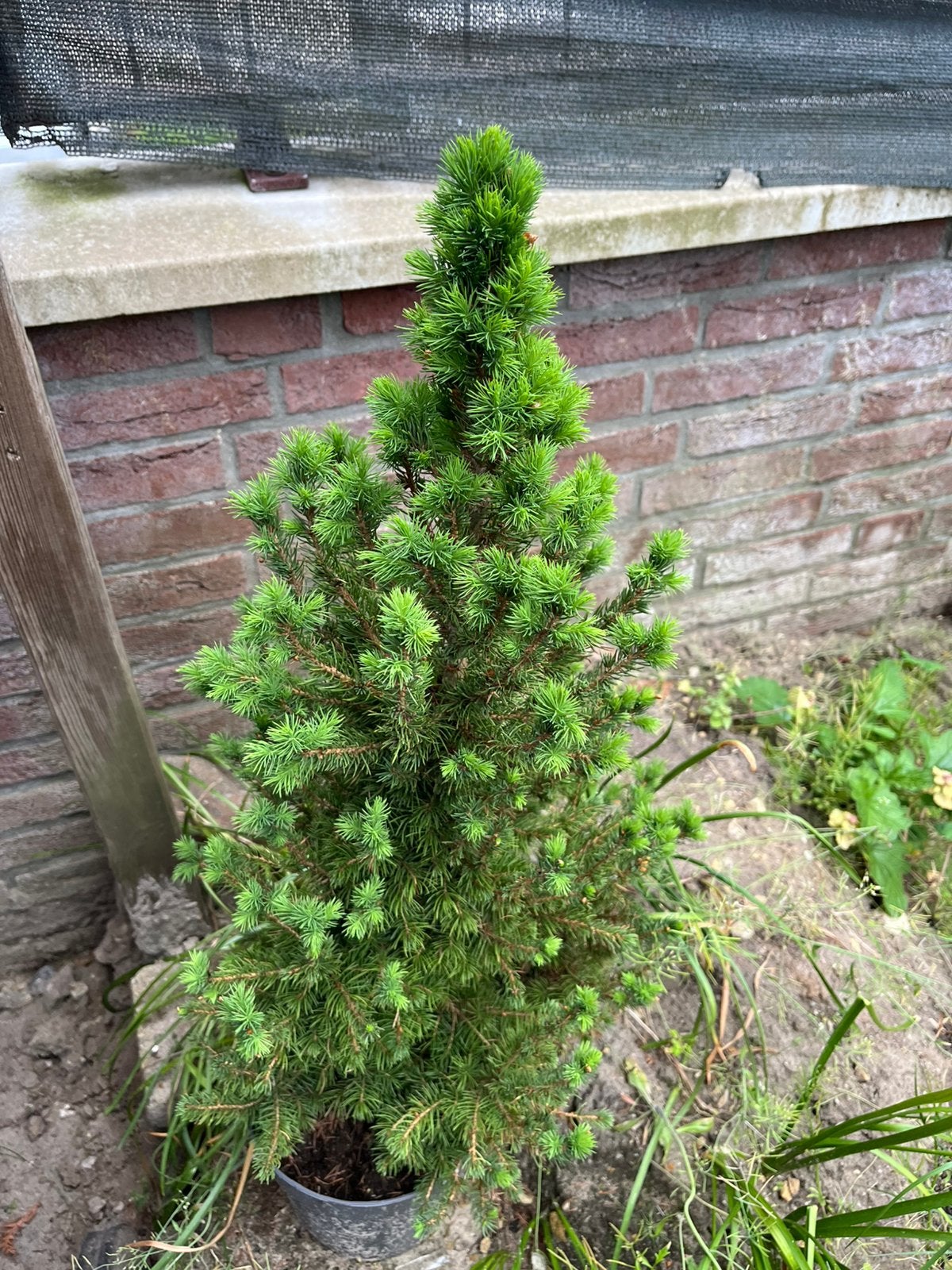 Witte spar aangeboden, Ophalen, Overige soorten, Minder dan 100 cm