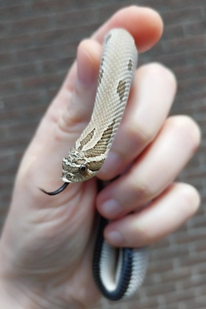 0.1 Heterodon nasicus, Slang, Tam, 0 tot 2 jaar