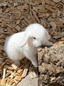 5 lieve minilopjes/nhd konijntjes mogen 1/12 weg, Meerdere dieren, Dwerg