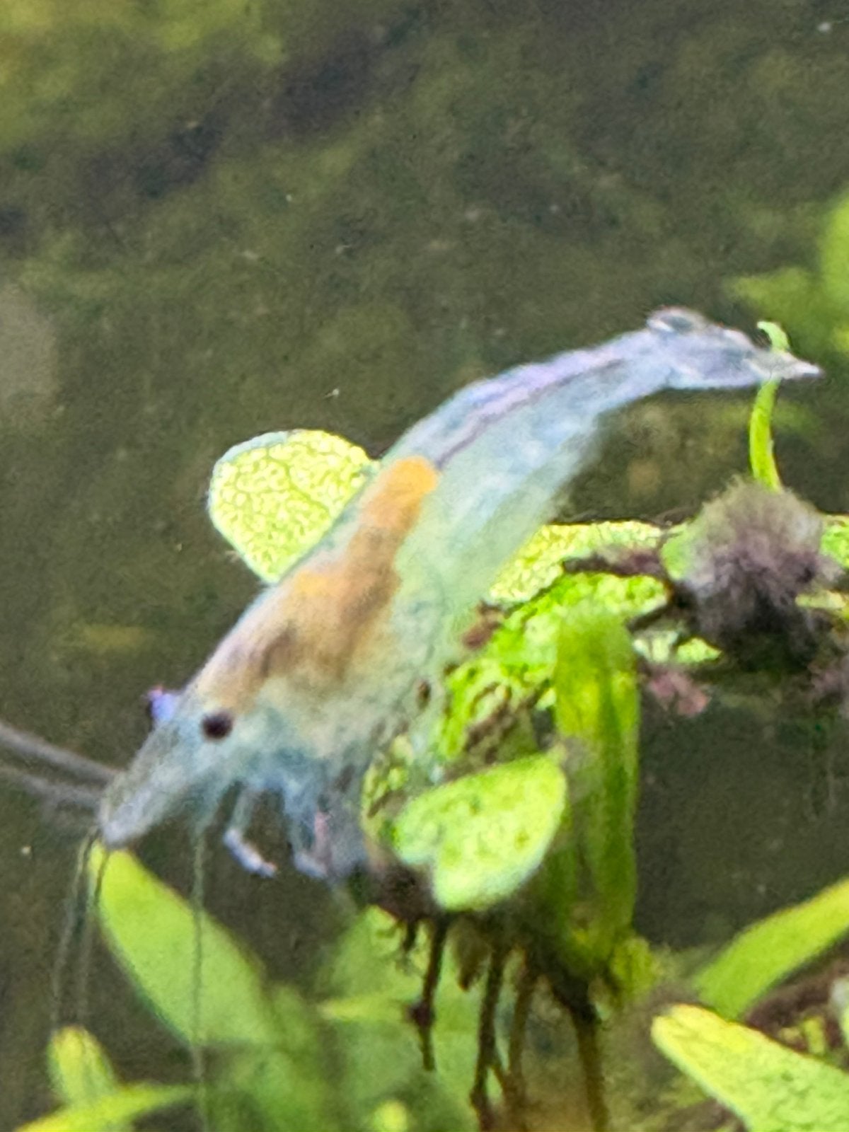 Neocaridina garnalen 40 stuks voor €15,-, Dieren en Toebehoren, Kreeft, Krab of Garnaal, Zoetwatervis