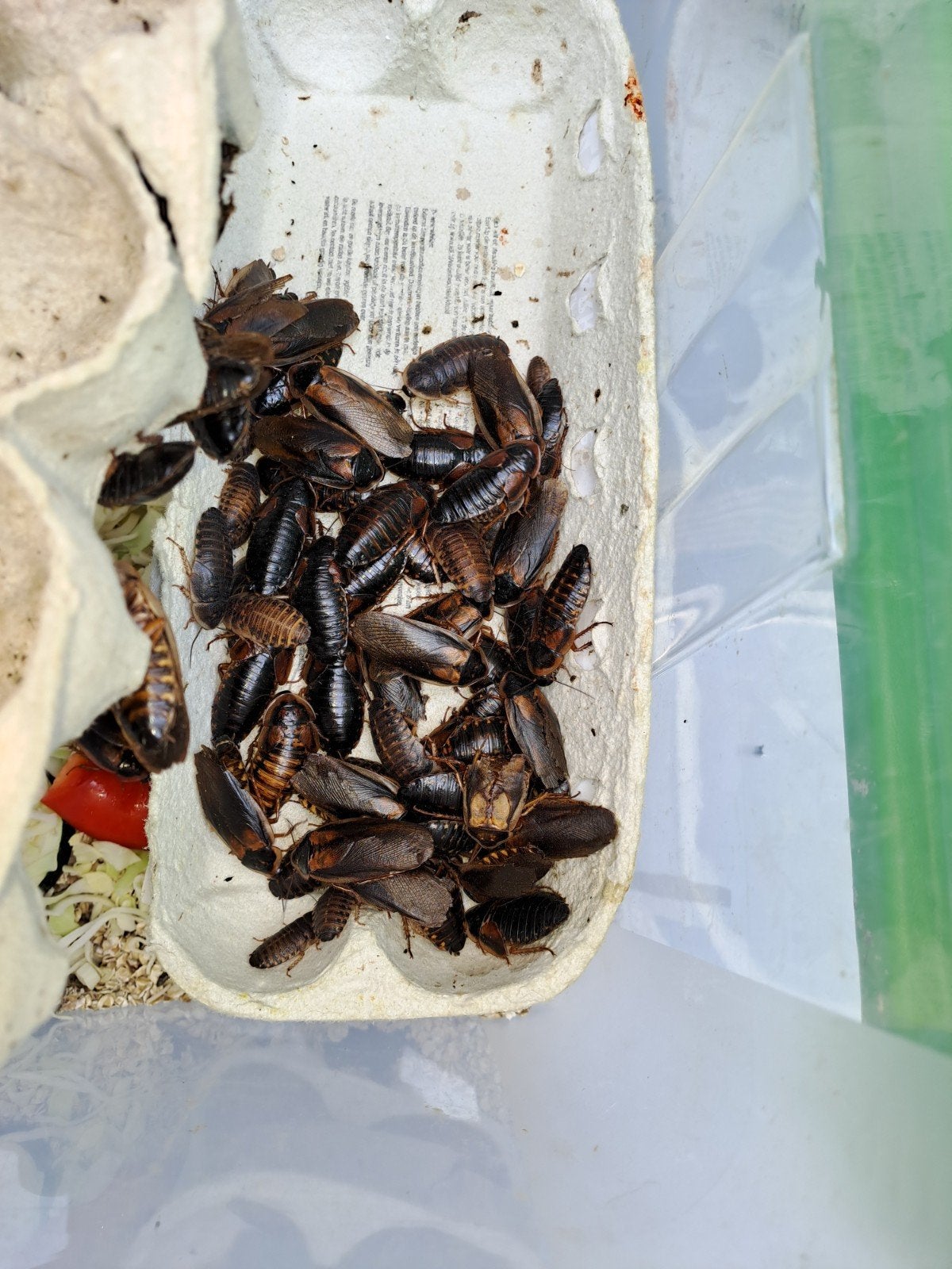 Dubia's voedzame en gezonde voederdieren voor uw reptielen., Dieren en Toebehoren, Overige soorten, 0 tot 2 jaar