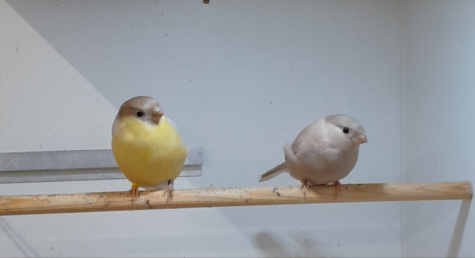 koppel bruinpastel gele goudvinken, Meerdere dieren, Wildzangvogel, Geringd