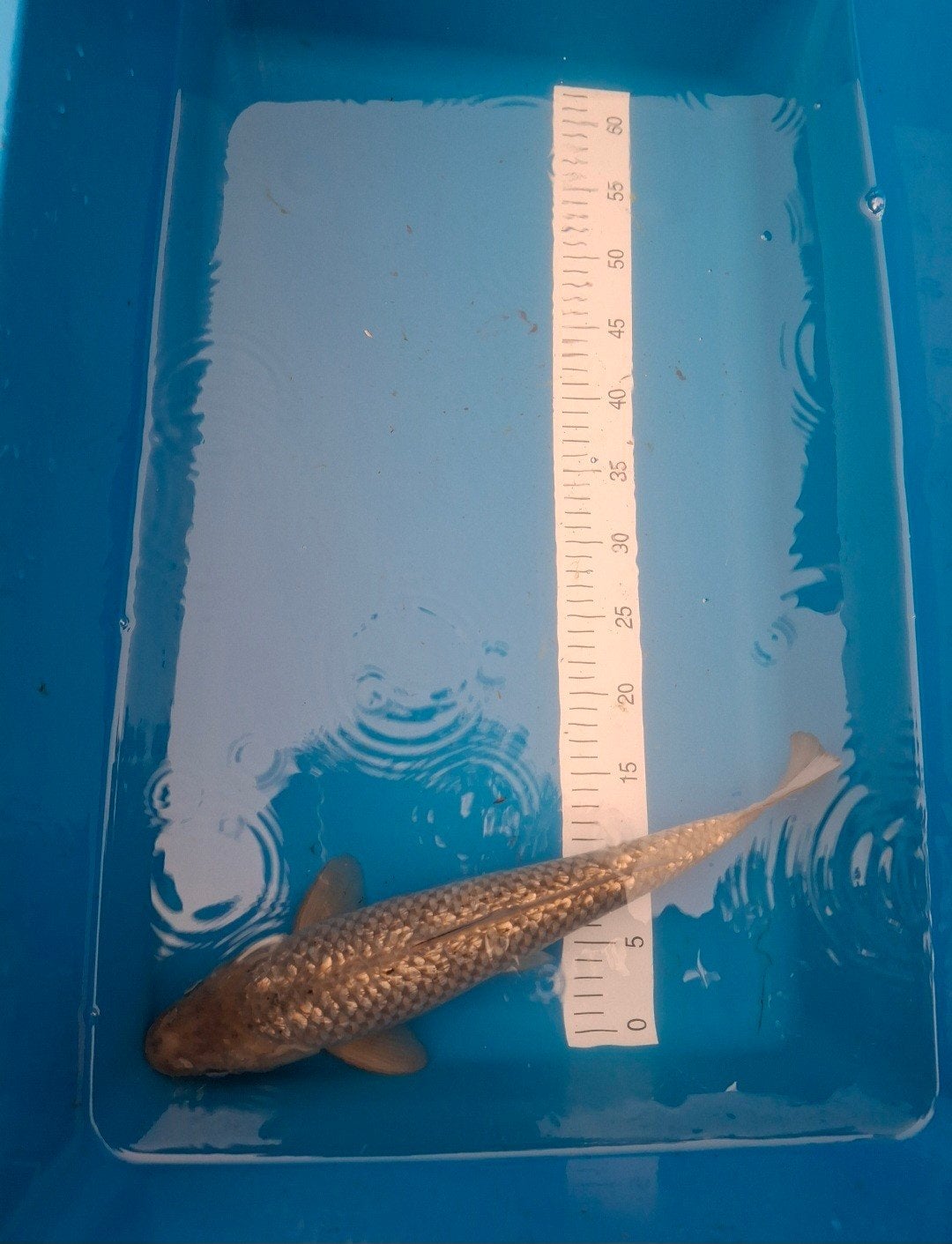 Koi ginrin gin matsuba 45 cm., Karper of Koi