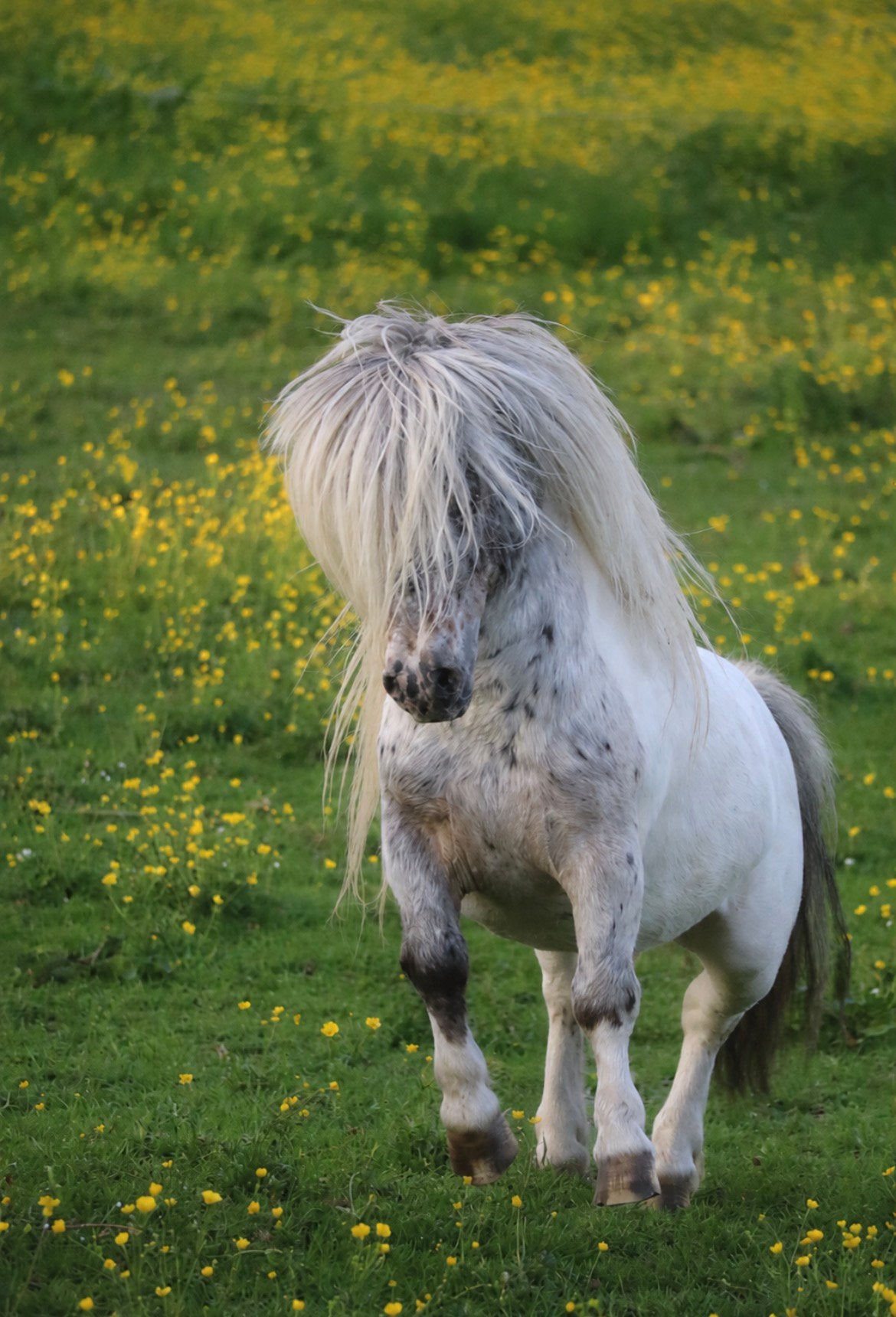Ter dekking pintaloosa hengst 78 cm nakomelinge laatste foto, Hengst