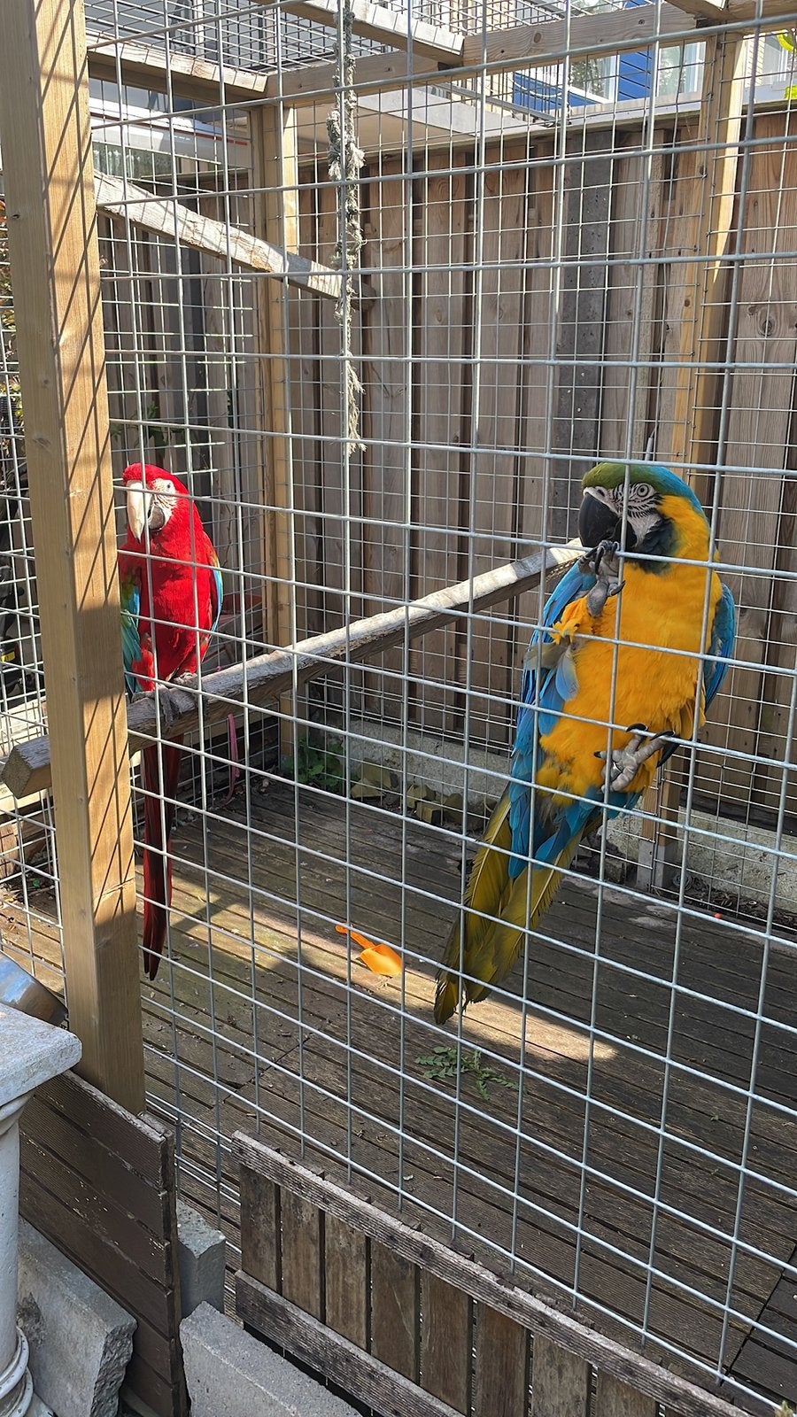 Koppel Ara papegaai, Meerdere dieren, Papegaai, Geringd