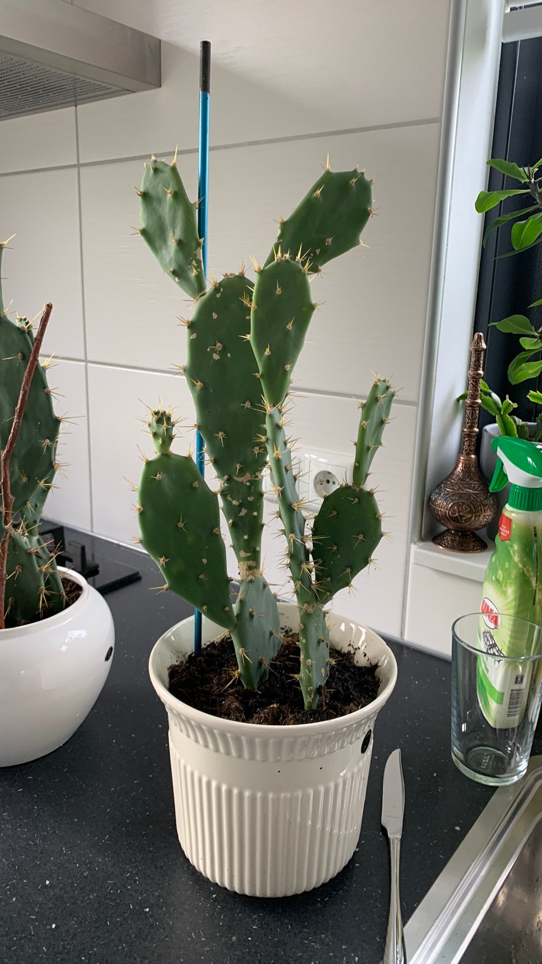 Cactus plant met pot €10, Huis en Inrichting, Ophalen, Cactus, Volle zon, Minder dan 100 cm