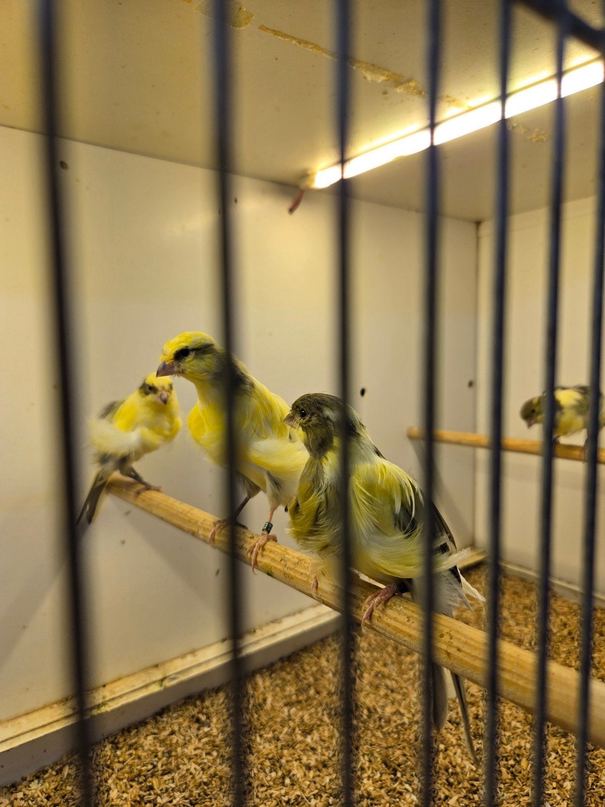 noord hollandse frisë kanaries, Dieren en Toebehoren, Vogels | Kanaries, Meerdere dieren, Kleurkanarie