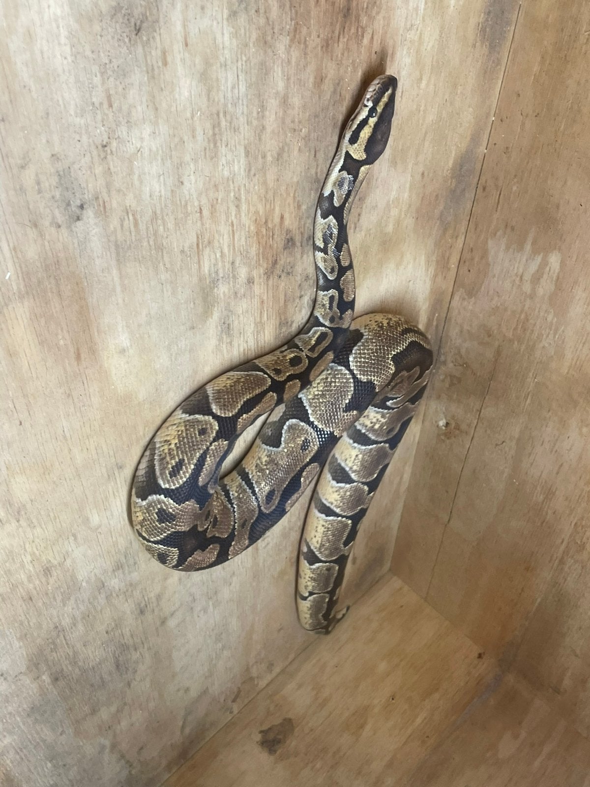 Koningspython wildkleur 2023 Ball Python photo 2