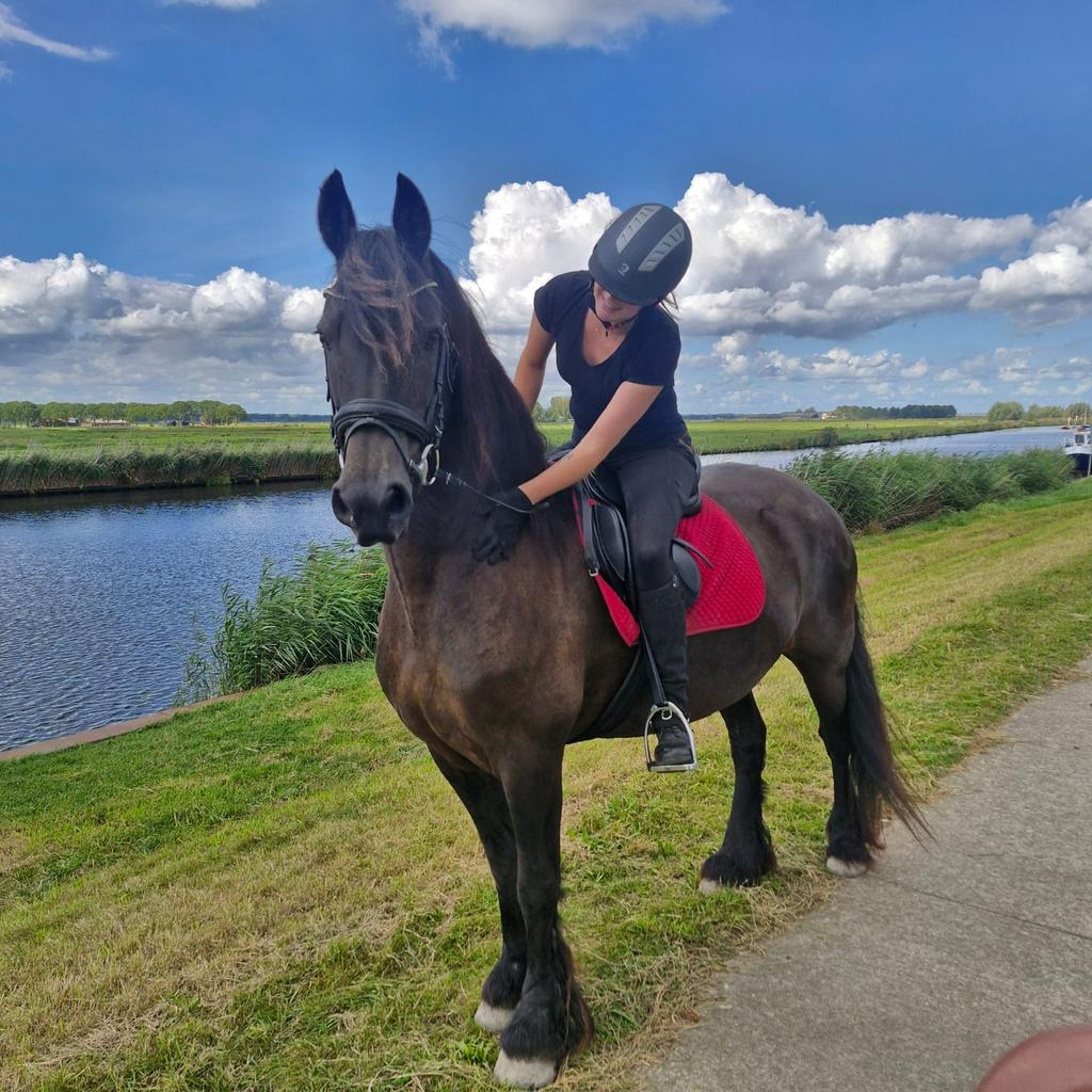 Friese merrie en hengstveulen, Dieren en Toebehoren, Paarden, Merrie, Minder dan 160 cm, 11 jaar of ouder, Recreatiepaard