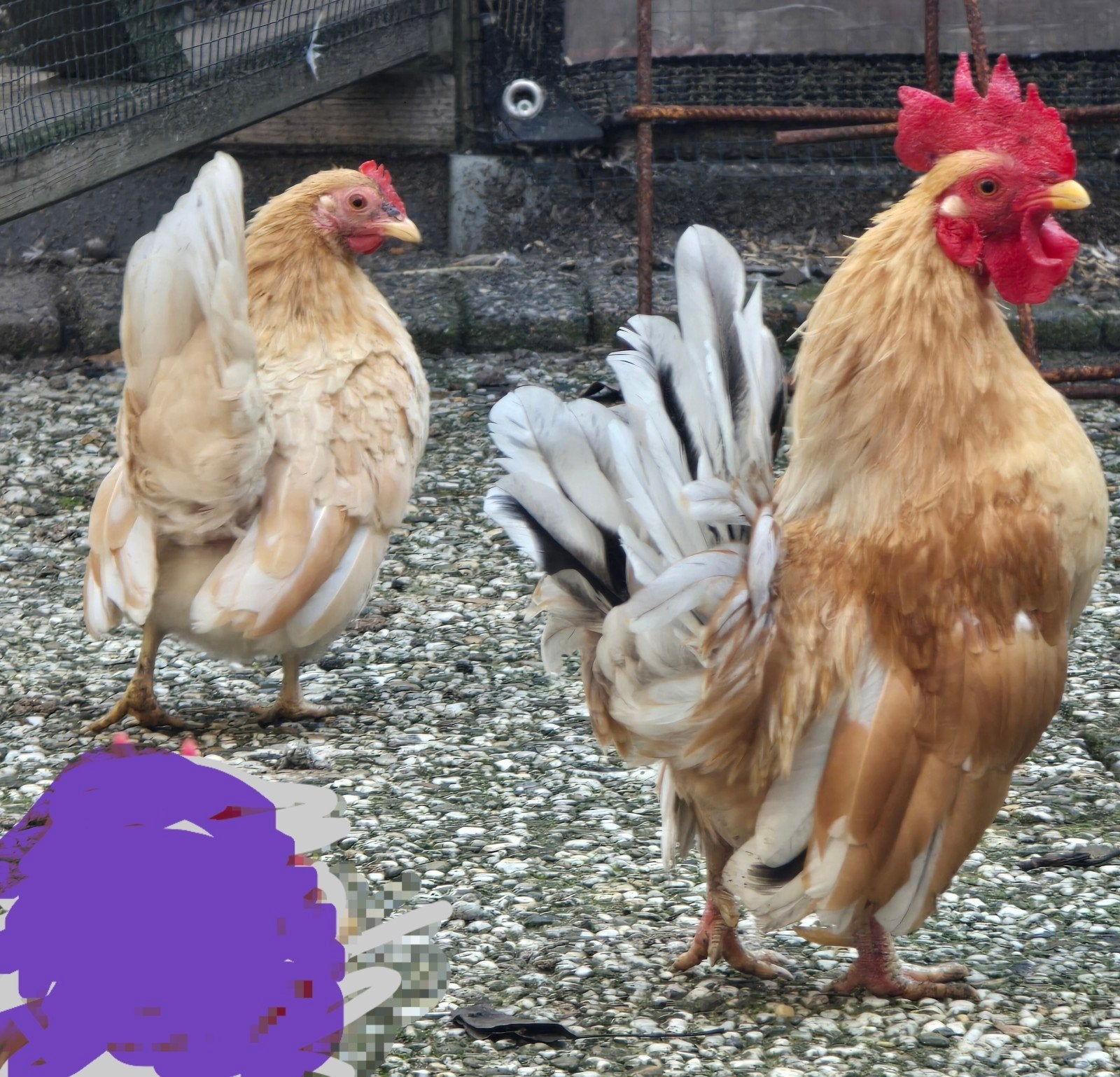 serama stel, Meerdere dieren, Kip