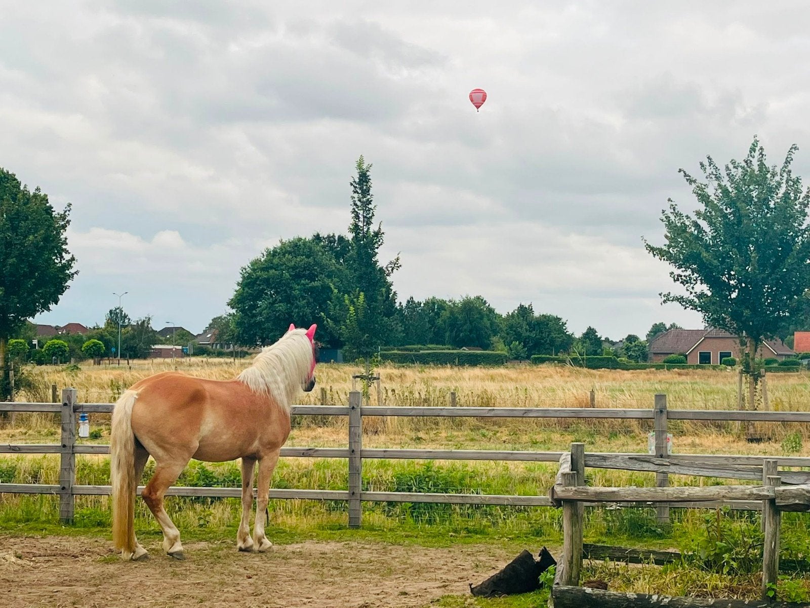 WEILAND GEZOCHT – huur of koop – 6 pony’s – omgeving Wijchen, Weidegang, 4 paarden of pony's of meer