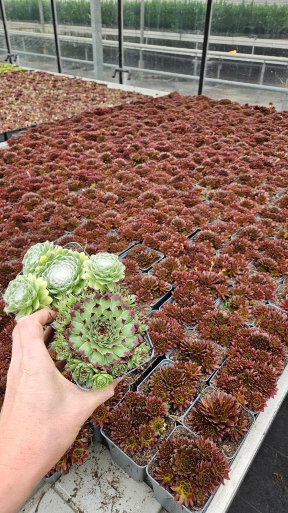 Sempervivum - rotsplant - vetplanten - kleurenmix, Bodembedekkers, Volle zon, Vaste plant, Ophalen of Verzenden