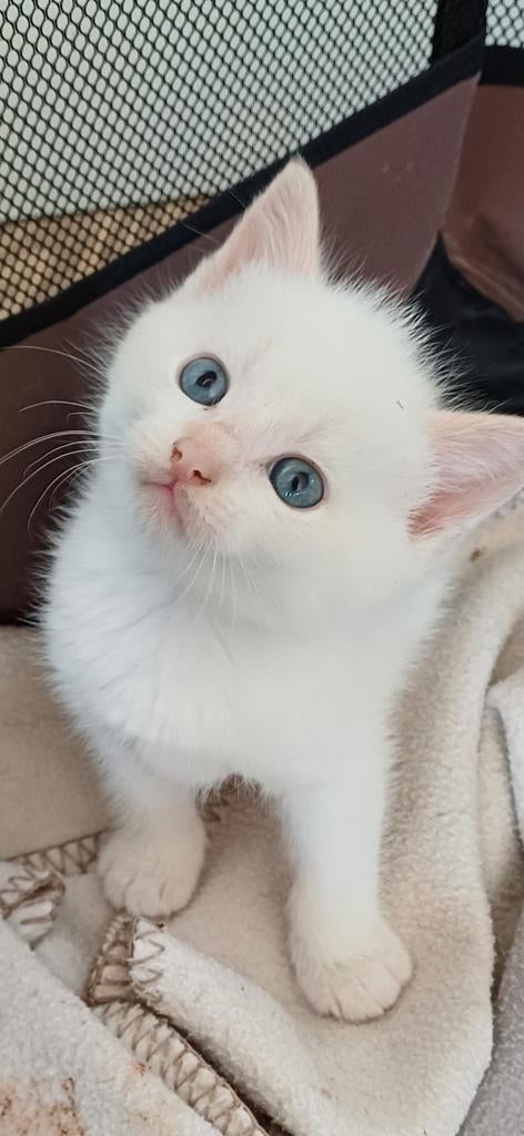 Prachtige kruizing kittens super lief, Meerdere dieren