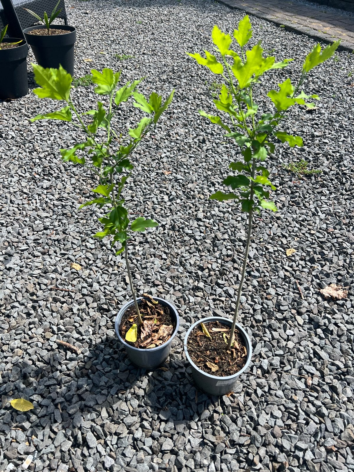 2 mooie gezonde winterharde hibiscus op stam ❤️, Overige soorten, Volle zon, Vaste plant, Ophalen of Verzenden