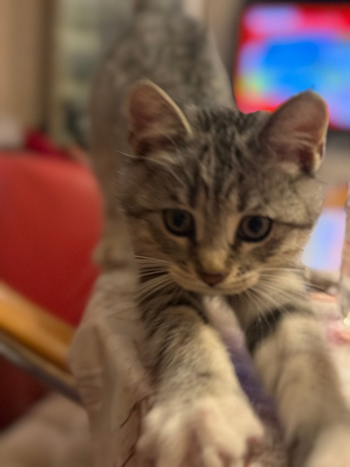 Donkergrijs katje met wit buikje | 12 weken jong, Dieren en Toebehoren, Katten en Kittens | Overige Katten, Poes, Kortharig, 0 tot 2 jaar