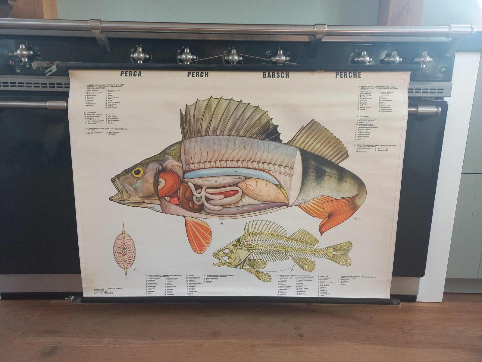 Vintage Schoolplaat Baars - Anatomie van de Baars, Ophalen of Verzenden