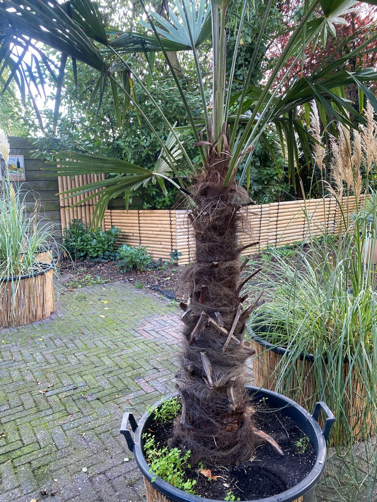 Grote palmboom in pot - stam 100cm, Volle zon, Vaste plant, Bloeit niet, Ophalen