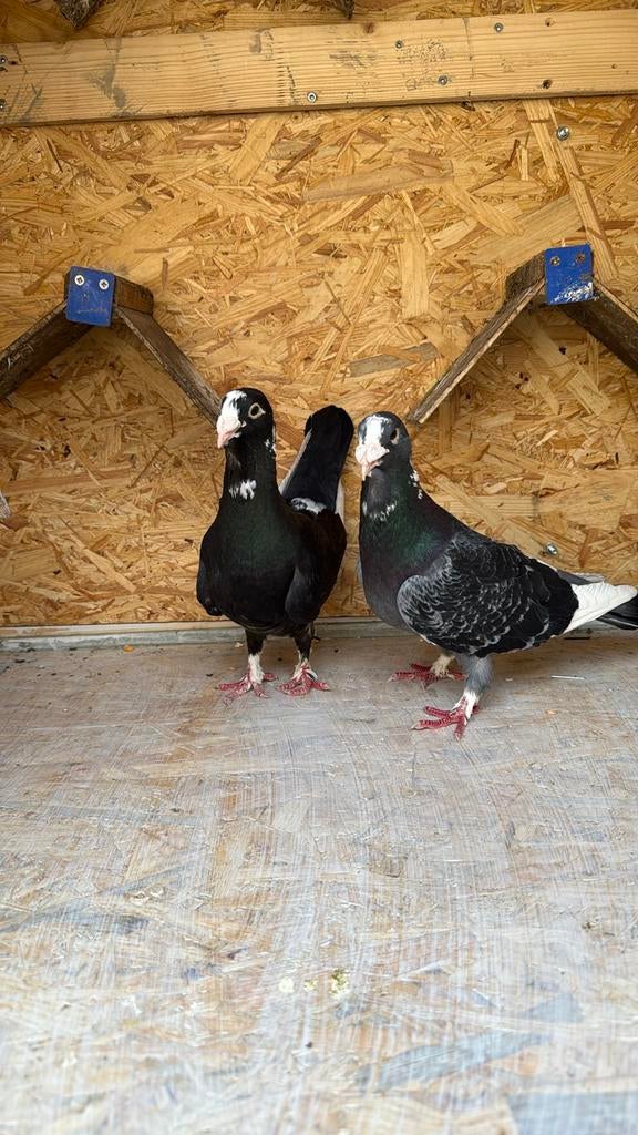 Mooie turkse wam duiven koppel, Dieren en Toebehoren, Meerdere dieren, Overige soorten