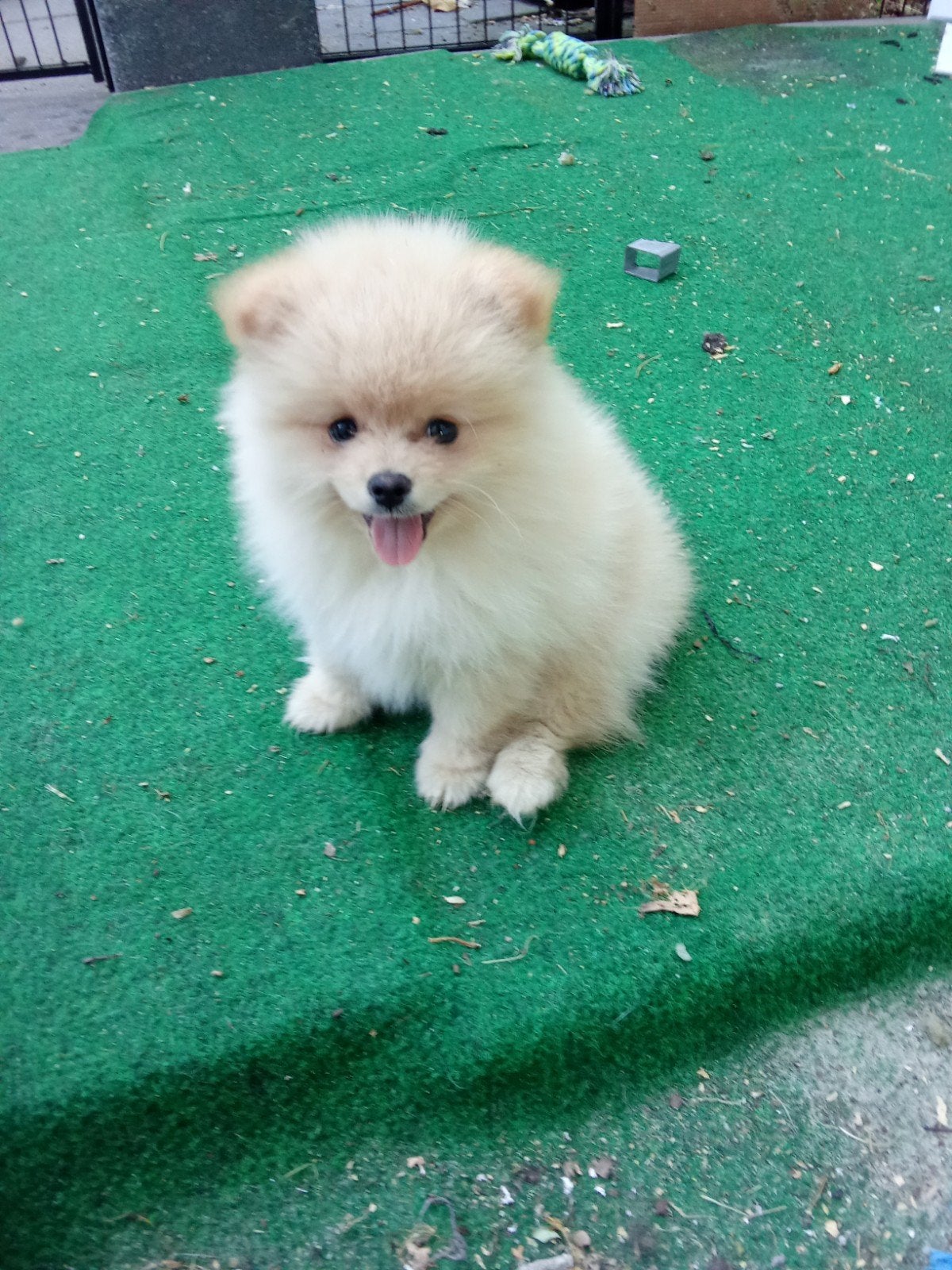 Pomeriaan pups. allen reutjes, Keeshond, 8 tot 15 weken, Parvo, Meerdere