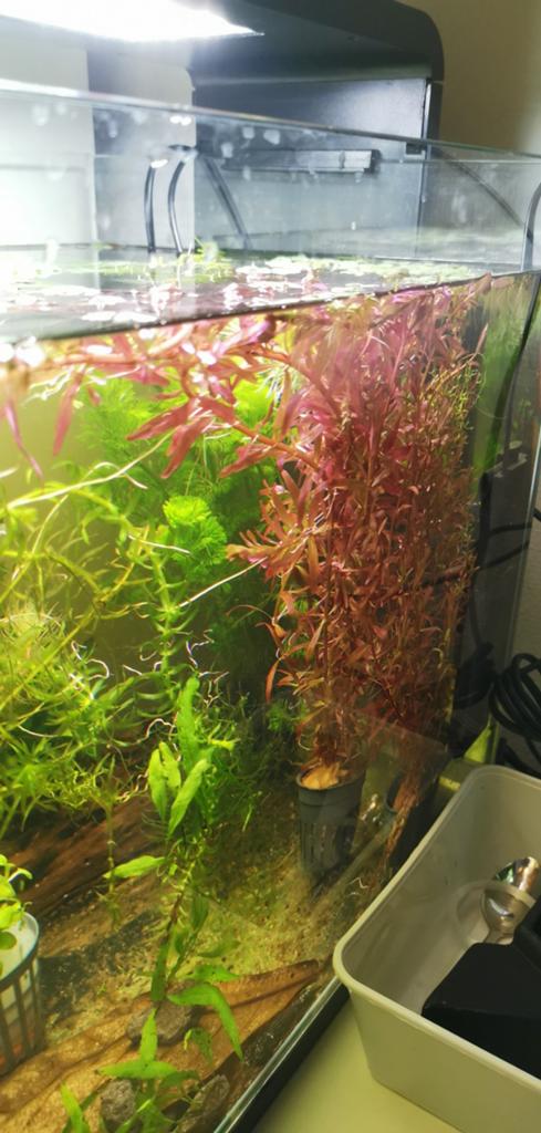Rotala red aquarium plant., Ophalen, Nieuw, Plant(en), Steen of Hout