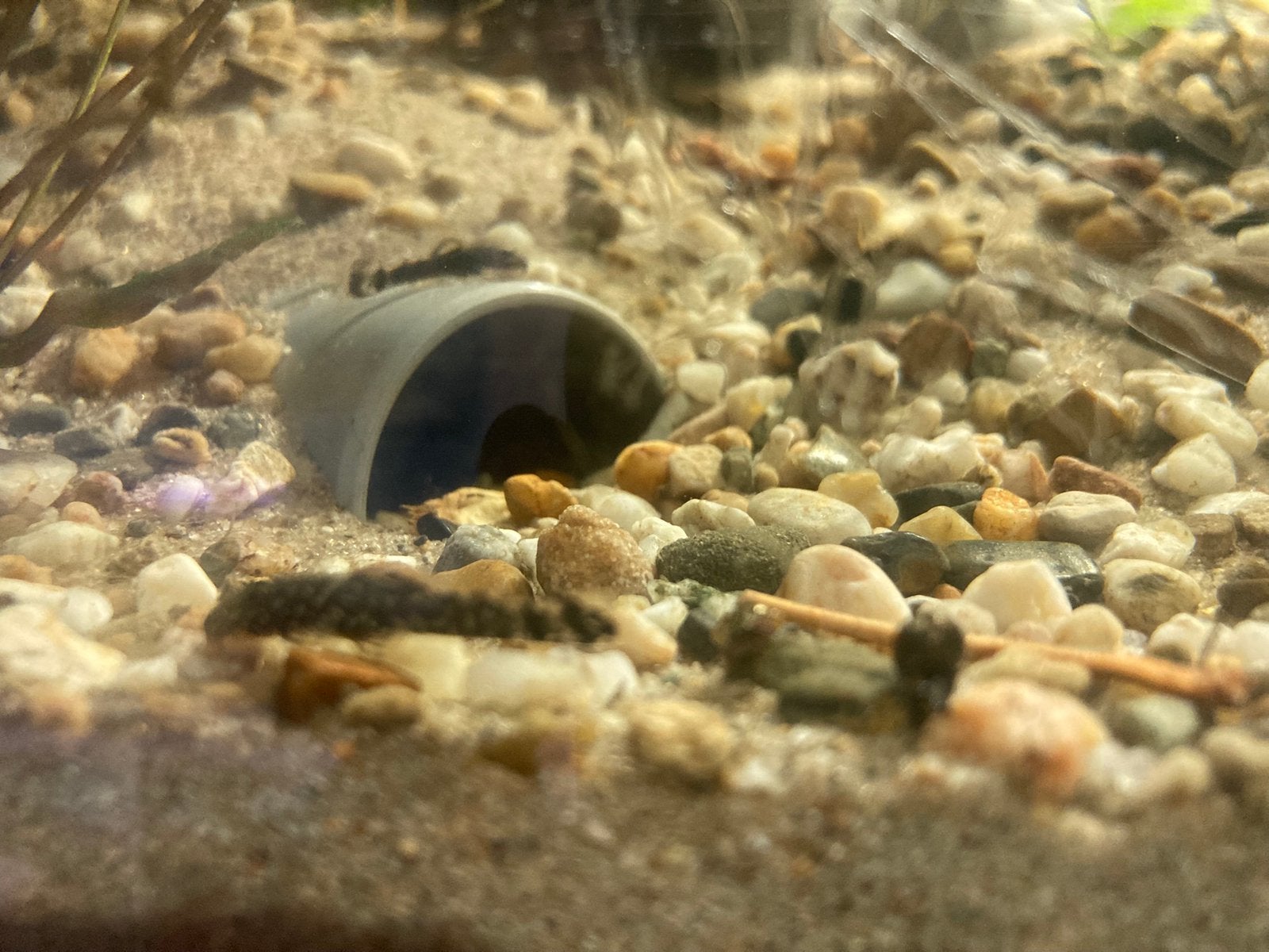 Borstelneus pleco, Dieren en Toebehoren, Vis