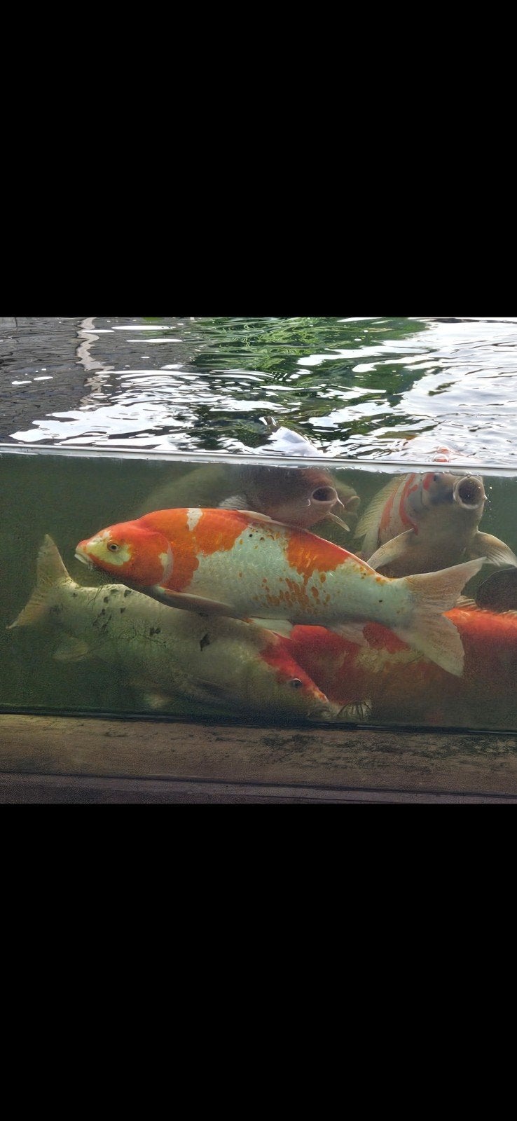 2x  kohaku  koi  van ongeveer  40 cm, Karper of Koi