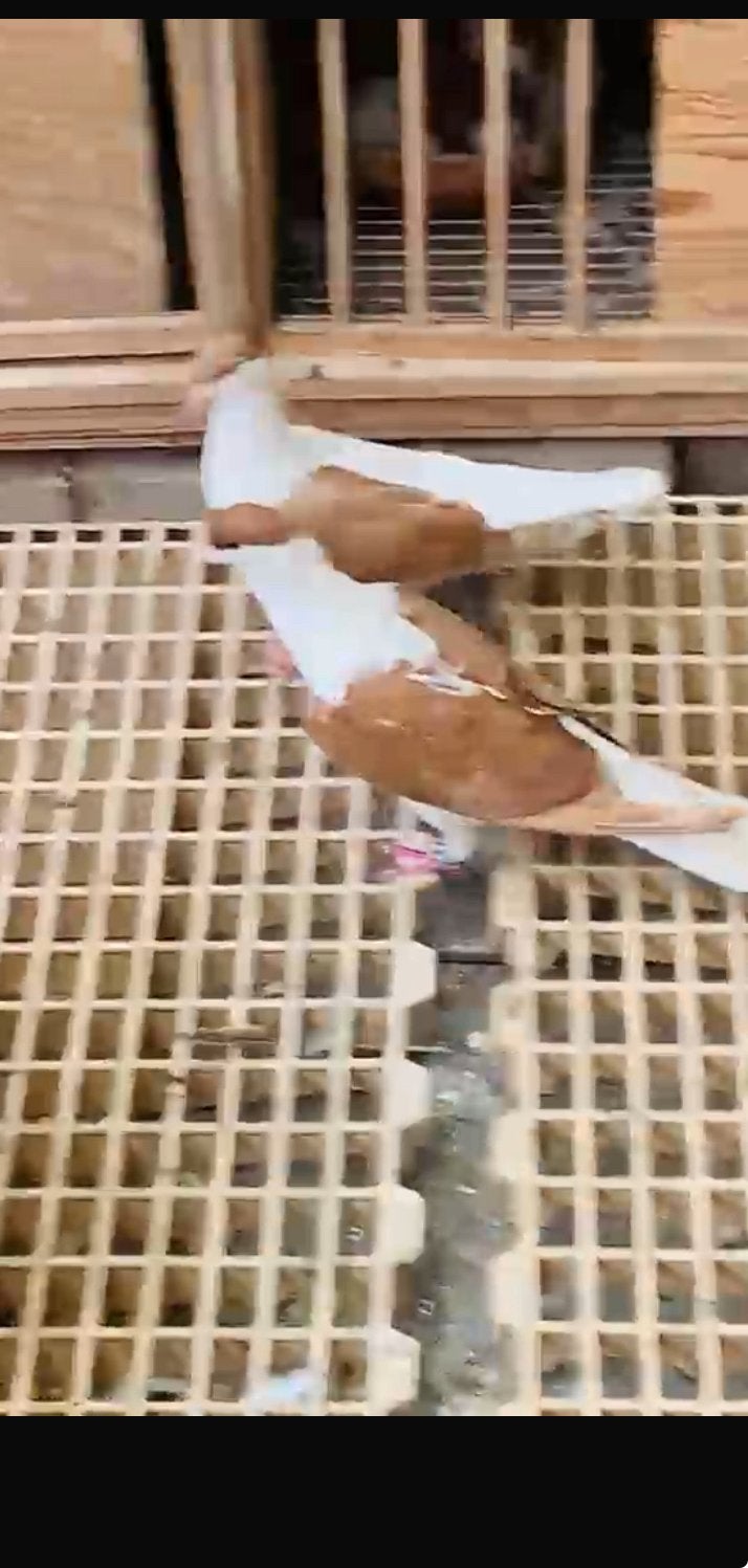 Een koppel afghans Duiven te koop, Meerdere dieren, Overige soorten